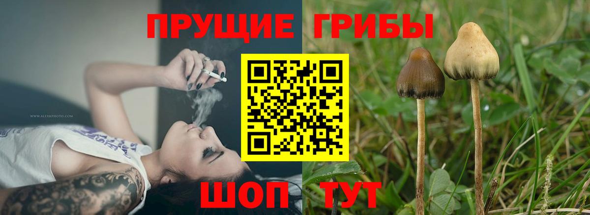 Псилоцибиновые грибы Psilocybine cubensis Лабинск
